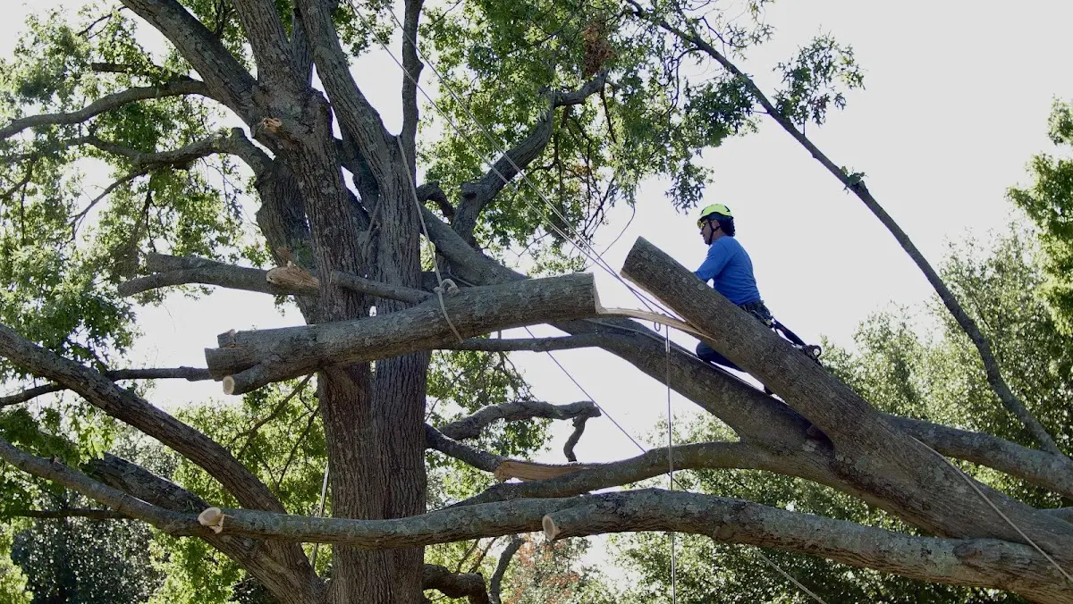 Professional Crown Thinning performed by certified arborists in Solgohachia